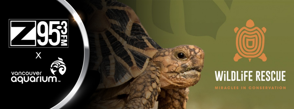 Win Tickets to Vancouver Aquarium's Wildlife Rescue: Miracles in Conservation